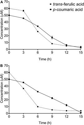 The Plant Pathogenic Bacterium Streptomyces <mark class="highlighted">scabies</mark> Degrades the Aromatic Components of Potato Periderm via the β-Ketoadipate Pathway
